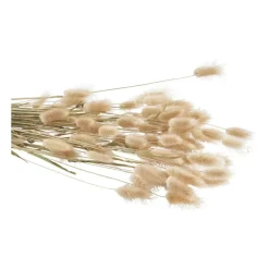 Droogbloem - Lagurus - 70 cm