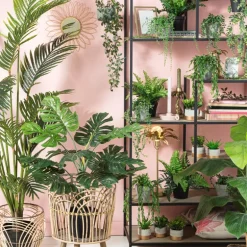Hangficus in pot aan touw - 55 cm
