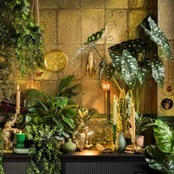 Hangficus in pot aan touw - 55 cm