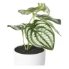 Kunstplant peperomia - 16 cm