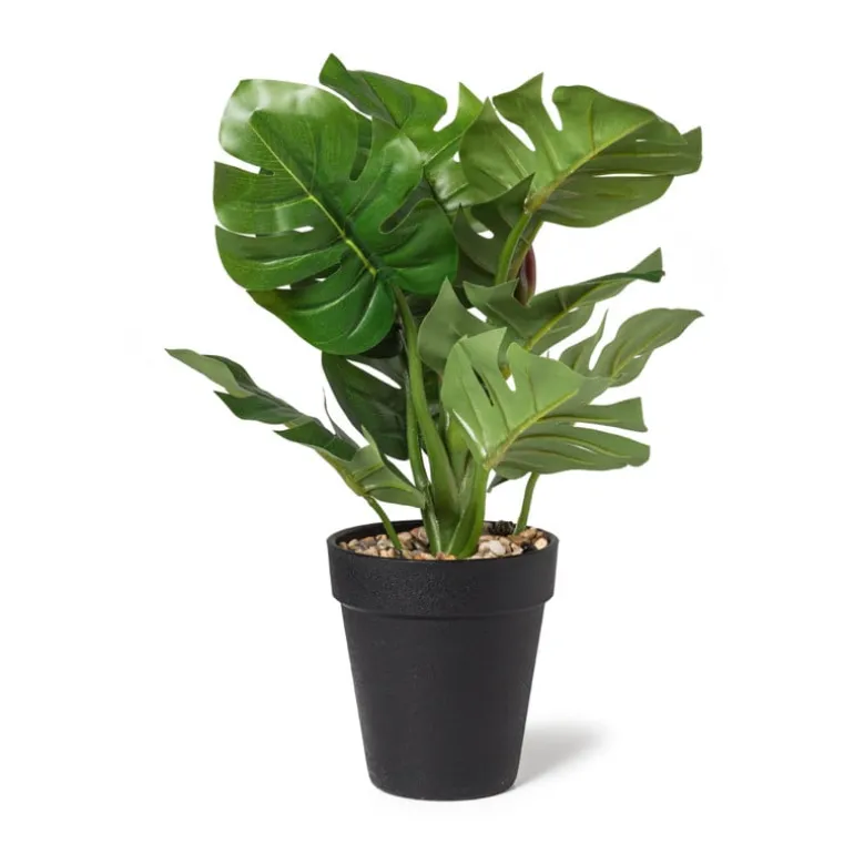 Monstera plantje - 16x16x30 cm