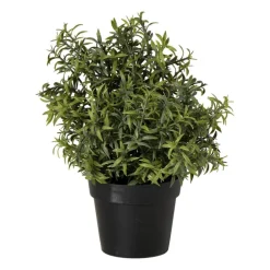 Rozemarijn plantje in pot - groen - ø25x25 cm