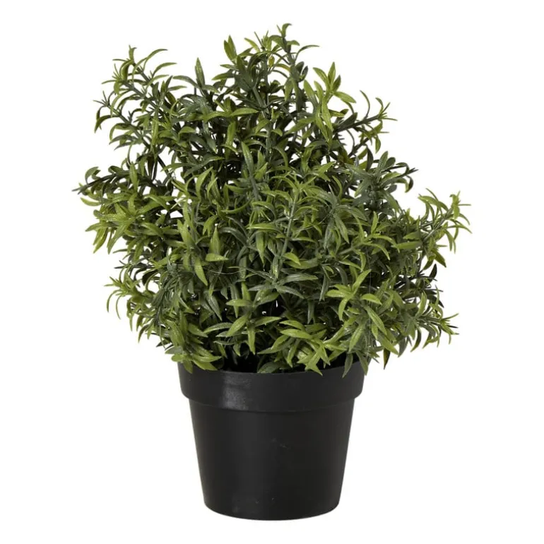 Rozemarijn plantje in pot - groen - ø25x25 cm